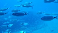 Fische